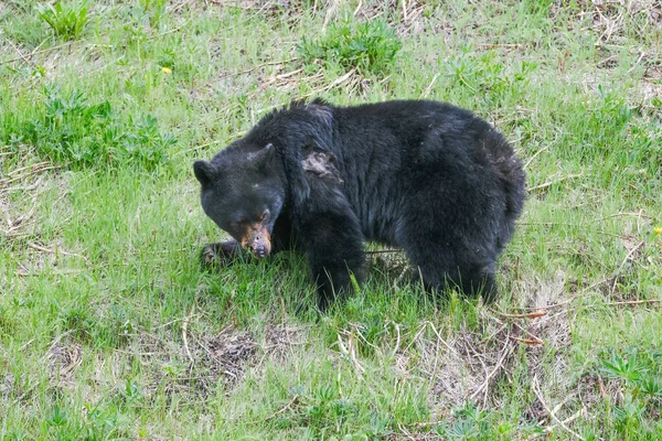 Um urso negro ferido na grama, parte do nariz desapareceu, árvores no fundo, Manning Park, Canadá — Fotografia de Stock