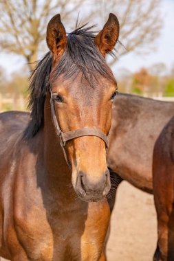 Önünde güzel, genç, atlayan bir at kafası, kahverengi bir resim..