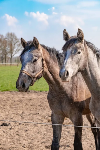 Two jumping horses stallions heads, they are close to each other. grey color