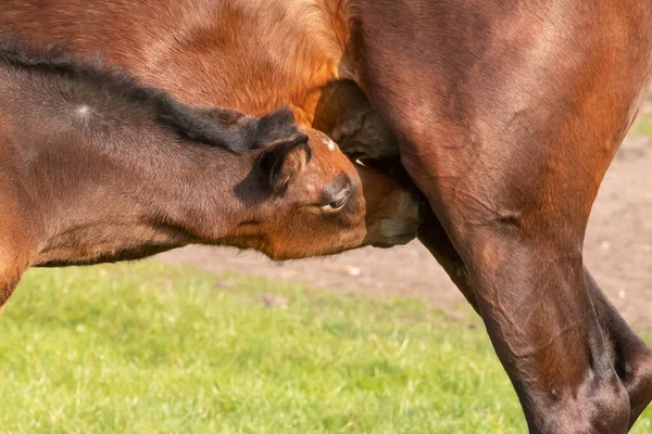 Cavalo Bebê Abraçando Bebendo Leite Uma Terra Grama Uma Manhã — Fotografia de Stock