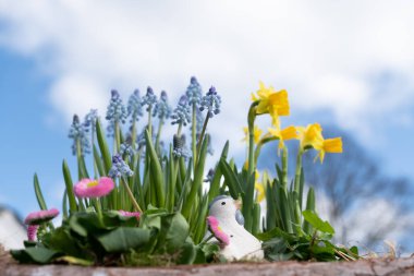 Bir tavuklu bahar çiçeği, güzel taze çiçekler, mavi gökyüzü arka planında izole edilmiş..