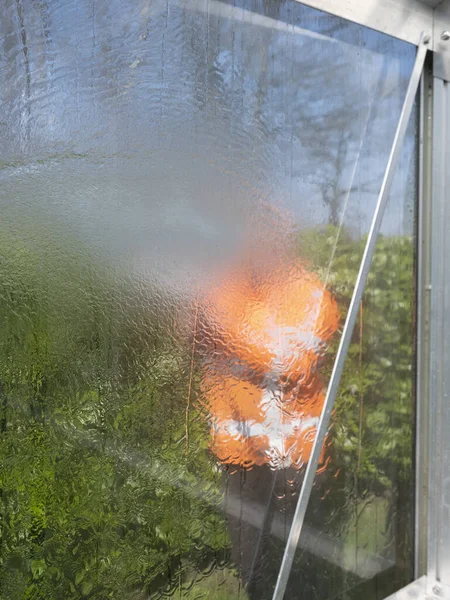 Construction worker cleaning filth with high pressure cleaner from a glass greenhouse