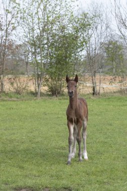 Genç, kahverengi bir tay bir çayırda özgürce duruyor..