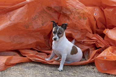 Kahverengi ve Beyaz Jack Russell Terrier, turuncu arka planda poz veriyorlar, çiftliğin dışında..