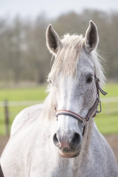 Feliz, Sorrindo, Cinzento, Latvian, Raça, Cavalo, Retrato Foto