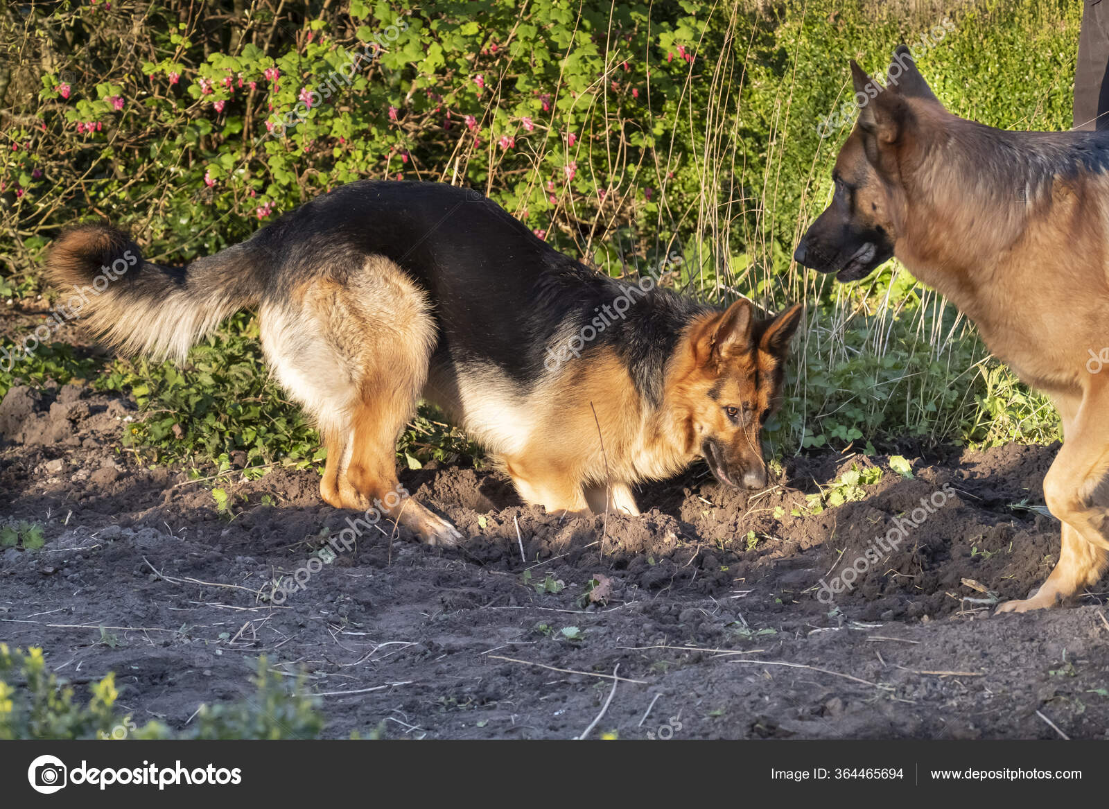 Young German Shepherd Plays Spring Afternoon Digging Garden Older