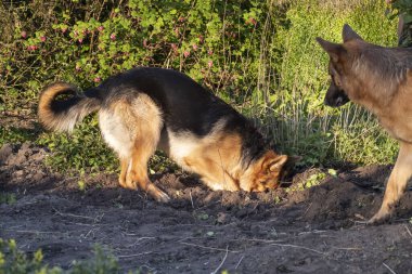 Genç bir Alman çoban köpeği bir bahar öğleden sonra bahçeyi kazıyor, yaşlı köpek izliyor..