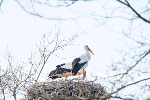 Deux Cigognes Dans Leur Nid Printemps Une Cigogne Est Debout — Photo