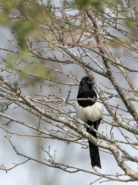 Una Urraca Posada Árbol Desnudo Soleado Día Primavera Poca Profundidad — Foto de Stock