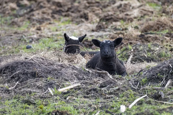 Young black sheep, lamb lies in the sand, in the background a black lamb with a lot of white, looking at the camera.
