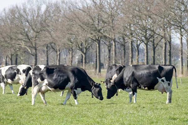 Nekler Yeşil Bir Çayırda Otluyor Çiftlik Hayvanları Otlaklar Friesland Hollanda — Stok fotoğraf