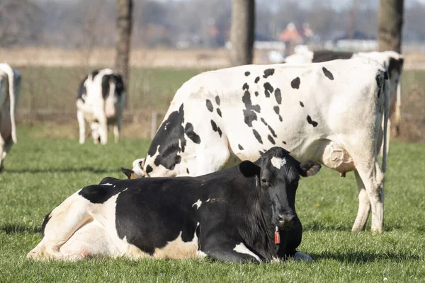Vacas Pastando Prado Verde Primavera Ganadería Pastos Frisia Países Bajos —  Fotos de Stock
