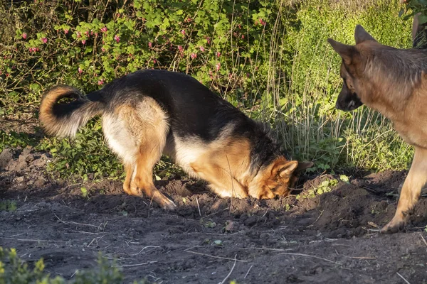 Genç bir Alman çoban köpeği bir bahar öğleden sonra bahçeyi kazıyor, yaşlı köpek izliyor..