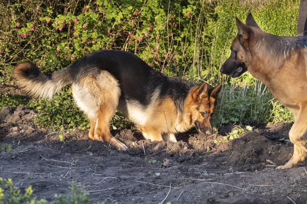 Ung Schäfer Spelar Vår Eftermiddag Gräva Trädgården Äldre Hund Tittar — Stockfoto