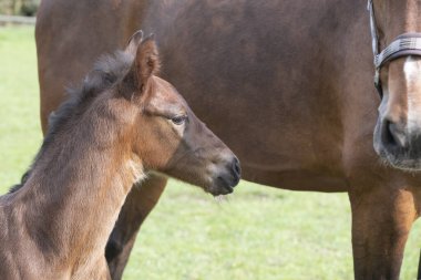 Kırsal bir arazide, gün boyunca annesinin yanında duran kahverengi bir atın yakın çekimi..