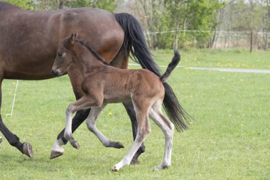 Tarlada serbestçe koşan sevimli küçük kahverengi tay. Hayvanlar hareket halinde.