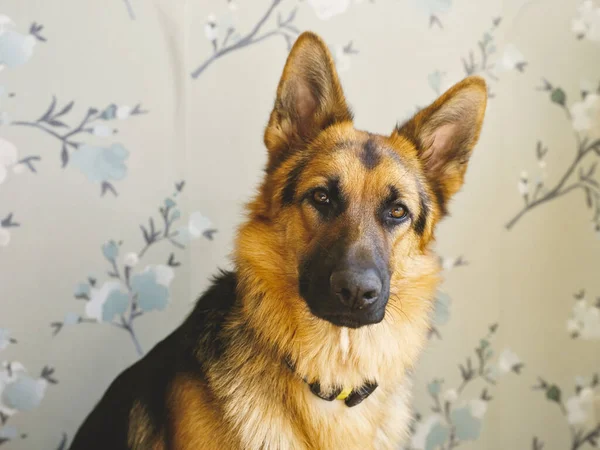Alman Çoban Köpeği Yeşil Çiçekli Bir Duvar Kağıdının Karşısında Kameraya — Stok fotoğraf