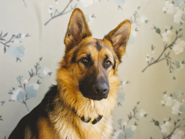 Alman çoban köpeği, yeşil çiçekli bir duvar kağıdının karşısında kameraya bakıyor. — Stok fotoğraf