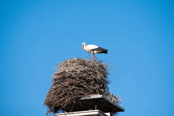 煙突の上の巣の中にコウノトリが立っている春には青空を背景に — ストック写真