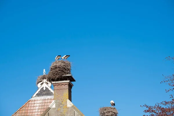 两只鹤在烟囱上筑巢 春天的时候 蓝天在屋顶的后面 — 图库照片