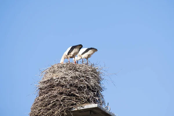 两只鹤在烟囱上筑巢 春天的时候 蓝天在烟囱的后面 — 图库照片