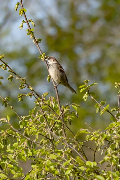 House Sparrow sits on a branch in the hedge. Spring time. Bright photo.