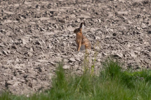 Un lièvre brun européen, Lepus europaeus, dans un champ labouré, assis et regardant — Photo