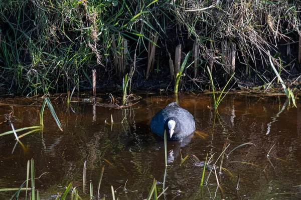 Common Coot - Fulica atra, ave acuática negra especial de Europa, flotando en un lago. Países Bajos — Foto de Stock