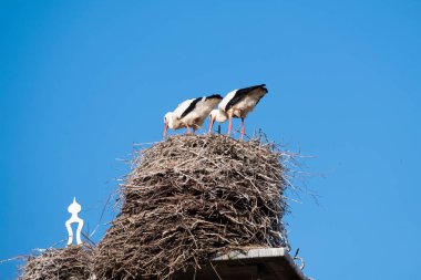 İki leylek bir bacada yuvalarındalar, ilkbaharda, mavi gökyüzü bacanın arka planında.