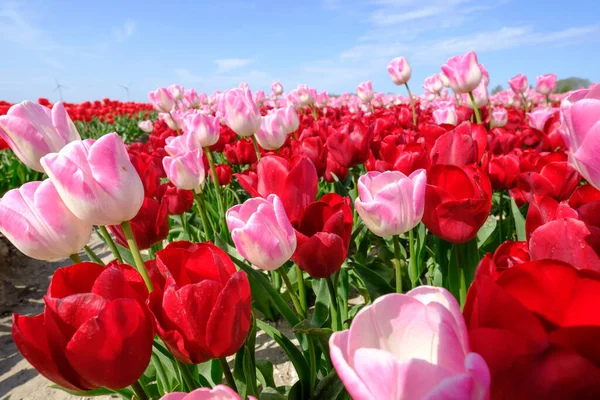 Red and longer pink tulips in one field, with wide angle lense from below, very nice blue cloudy sky in the Netherlands. windmills in the background. Selective focus