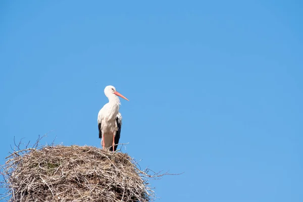 En stork står i sin rede på en skorsten, i foråret, blå himmel i baggrunden - Stock-foto