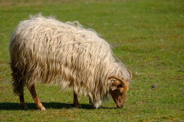 Hollanda Heather koyunu, tarlada boynuz yiyor, çimen yiyor, Baharda güneşleniyor, Friesland, Hollanda