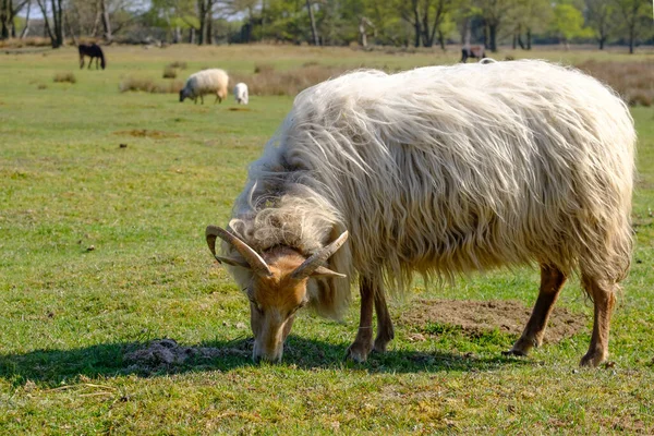 Nederlandse Heather schapen, gehoornde op een veld, gras etend, Lente in de zon., Friesland, Nederland — Stockfoto