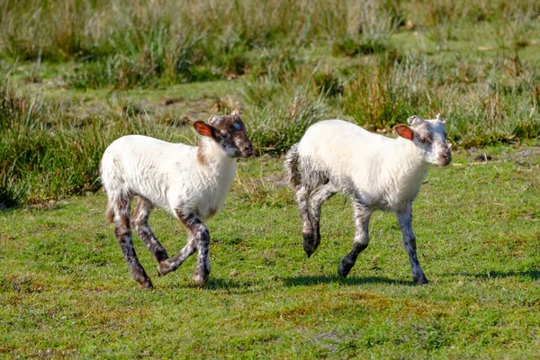 Dutch Heath birka. Két fehér bárány boldogan ugrál egy napos reggelen a fűben, kis szarvakkal. Friesland, a Neherlands — Stock Fotó