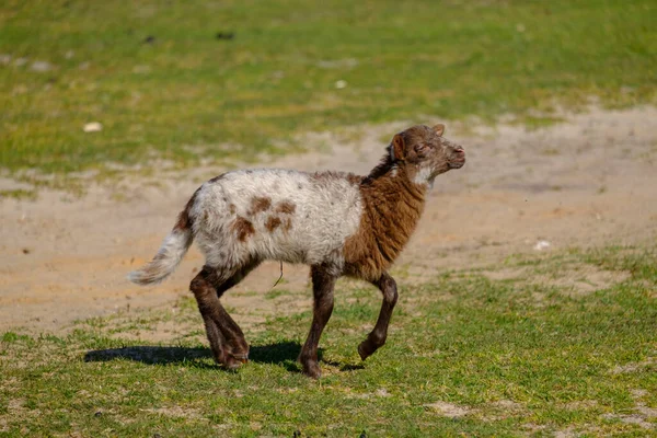 Dutch Heath birka. Két fehér bárány boldogan ugrál egy napos reggelen a fűben, kis szarvakkal. Friesland, a Neherlands — Stock Fotó