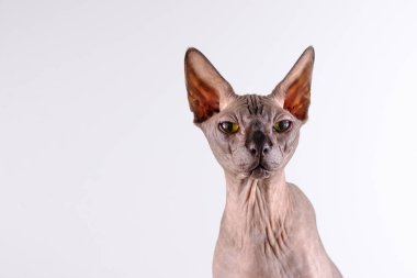 İçeride güzel bir sfenksin portresi, kel bir kedi, kedi oturuyor, yarım vücut, beyaz bir arka planda, kopya için yer var, göze odaklan.