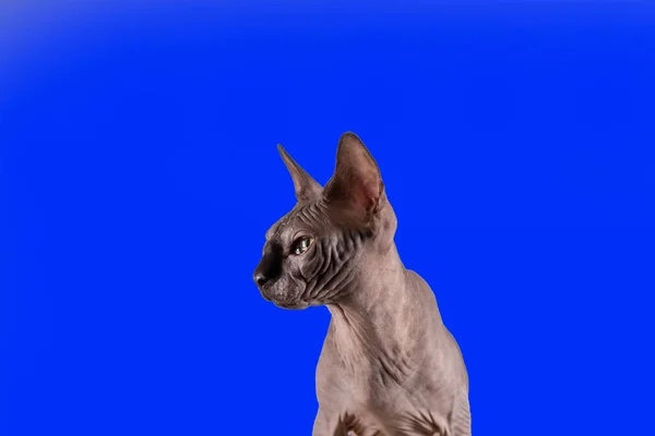 Retrato de una bonita cabeza de esfinge en el interior, gato calvo, sobre un fondo azul, con espacio para copiar, enfoque en el ojo — Foto de Stock