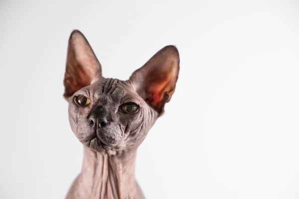 Портрет красивой головы сфинкса в помещении, лысый кот, на белом фоне, с пространством для копирования, фокус на глазу, фокус на глазу — стоковое фото