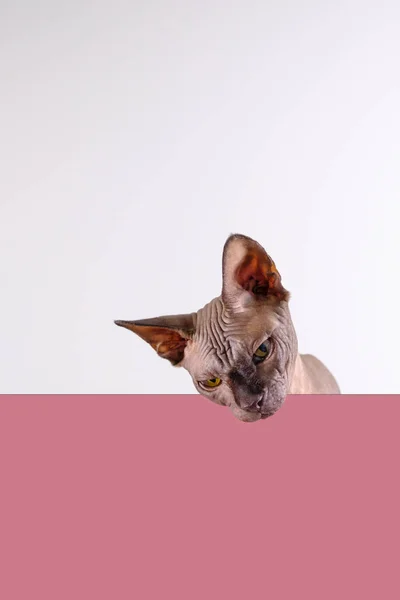 एक सुंदर स्फिंक्स इनडोर का चित्र, बालों वाली बिल्ली एक बैंगनी खाली बोर्ड पर चारों ओर देख रही है जिसमें नक़ल के लिए जगह है, आंखों पर ध्यान केंद्रित है — स्टॉक फ़ोटो, इमेज