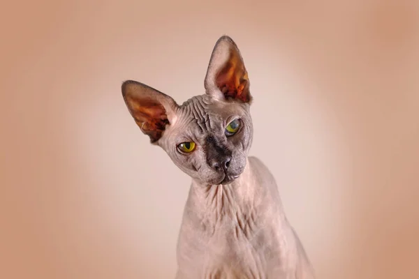 Retrato de uma cabeça de esfinge bonita dentro de casa, gato careca, em um fundo marrom, com espaço para cópia, foco no olho — Fotografia de Stock