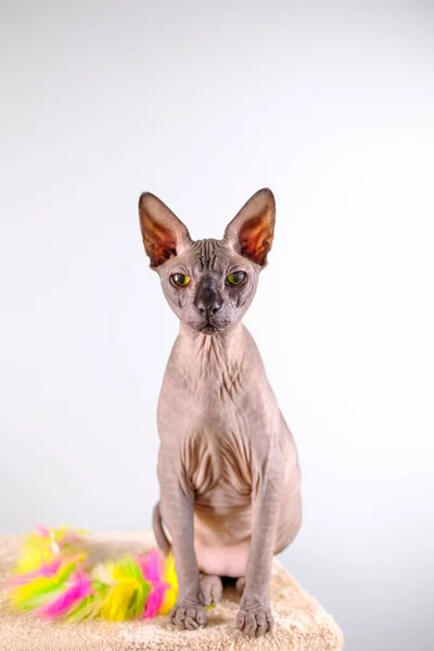 Портрет гарного сфінкса в приміщенні, лисий кіт, кіт на подряпинці, повне тіло, на білому тлі, з місцем для копіювання, фокус на оці — стокове фото