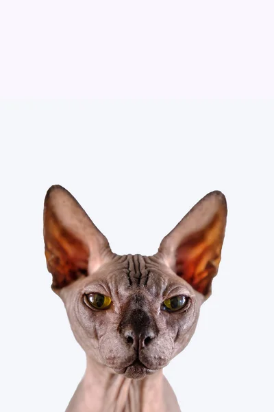 Portret ślicznej główki sfinksa w pomieszczeniu, łysy kot, na białym tle, z miejscem na kopię, ostrość na oku — Zdjęcie stockowe