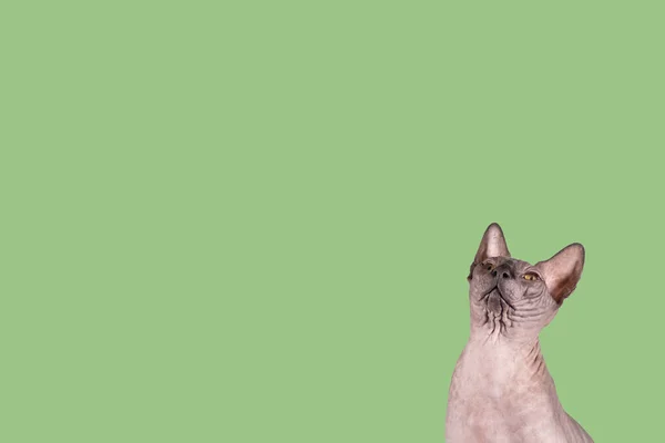 Retrato de uma esfinge bonita dentro de casa, gato careca, bem na foto, olha para cima em um fundo verde, com espaço para cópia, foco no olho — Fotografia de Stock