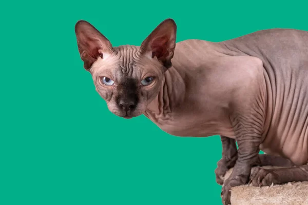 Porträt einer hübschen Sphinx drinnen, Glatze, die Katze ist auf einem Kratzpfosten, halb Körper, auf grünem Hintergrund, mit Platz für Kopie, Fokus auf Auge — Stockfoto