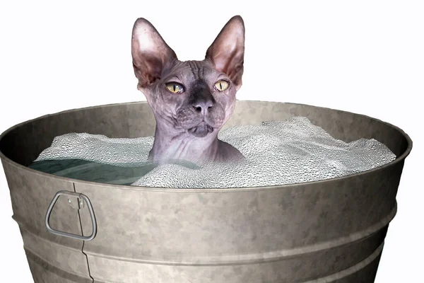 Esfinge dentro de casa em uma bacia de lavagem de metal com água e sabão, foto composta, gato careca, gato sem pêlos, gato nu, fundo branco, foco nos olhos — Fotografia de Stock