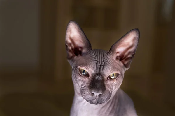Szfinx beltéri, egy szomorú macska sír egy könnycseppel a szemében, kopasz macska, szőrtelen macska, meztelen macska, szelektív fókusz — Stock Fotó