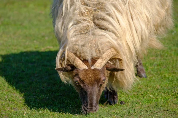 Bir tarlada Hollandalı Heather koyunu, ot yiyor, boynuzlu kafayla dolu bir kapı. Bahar geldi. Friesland, Hollanda. — Stok fotoğraf