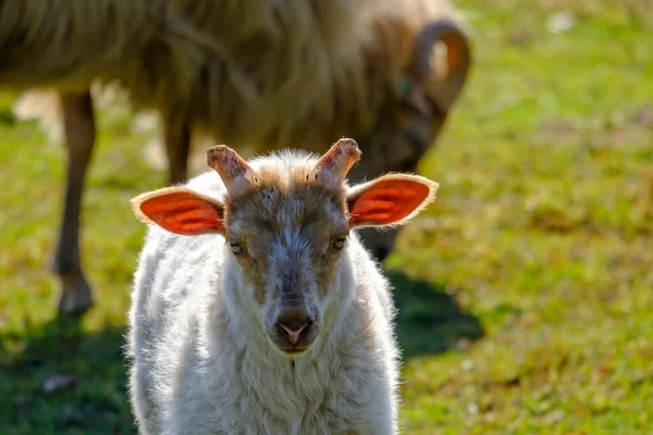 Agnello di pecora olandese. Un agnello bianco guarda allegramente la macchina fotografica, il sole splende attraverso le orecchie agnelli, piccole corna, la pecora madre sullo sfondo — Foto Stock