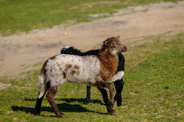 Olandese pecore Heath. un agnello bruno bianco è felicemente saltando su una mattina di sole nell'erba, piccole corna. Pecore sullo sfondo. Frisia, i Paesi Bassi — Foto Stock