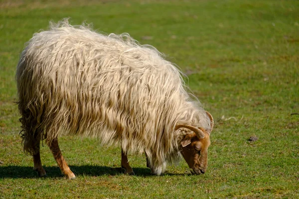 Hollanda Heather koyunu, tarlada boynuz yiyor, çimen yiyor, Baharda güneşleniyor, Friesland, Hollanda — Stok fotoğraf